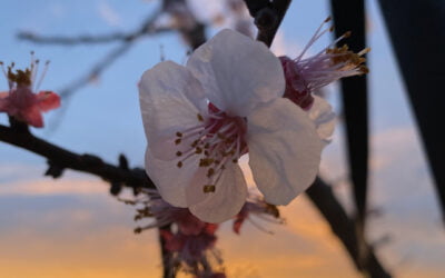 IBIZA IN BLOOM