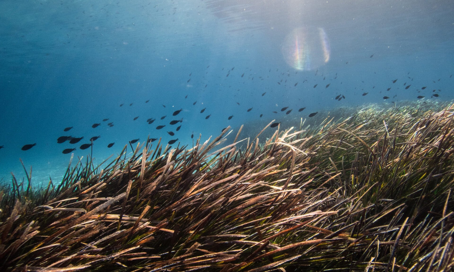 posidonia-mediterranean-formentera-ibiza-sustainable-tourism.jpg